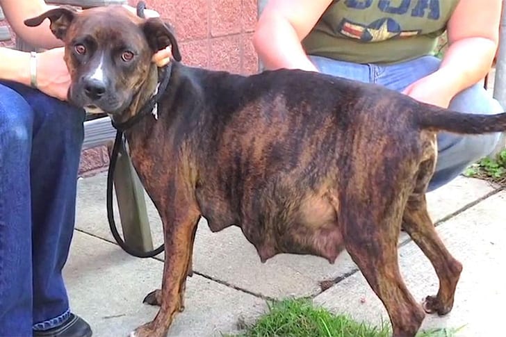 The Sad Reason This Dog Refused To Give Birth Confused Everyone ...