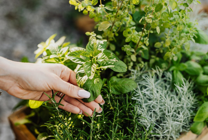 Mint, lavender, and lemongrass have natural insect repellency