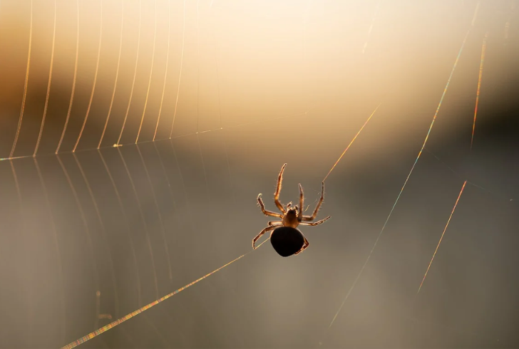 Tiny spiders can sneak into your home through cracks and openings